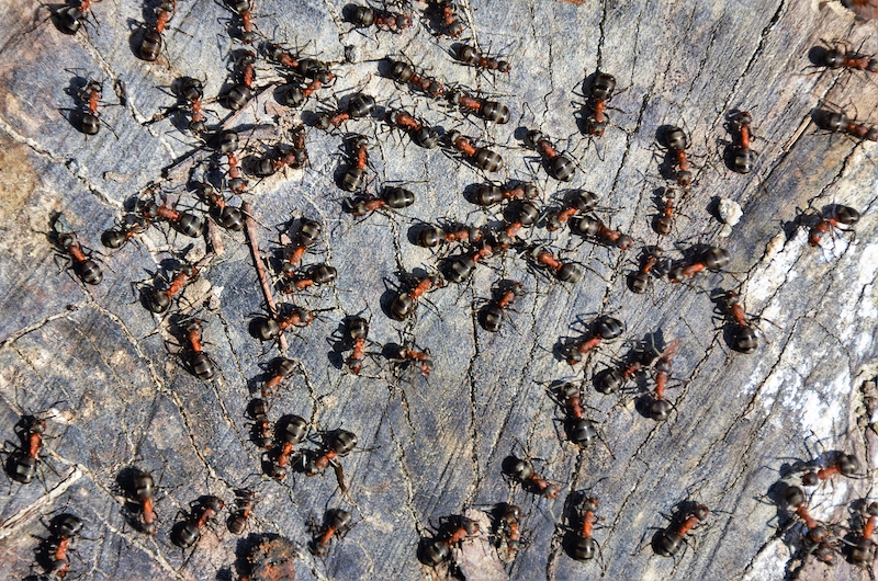 a colony of ants on the ground