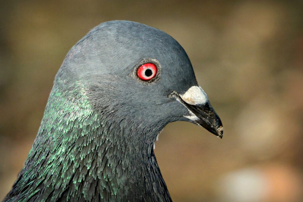 rock dove, pigeon, bird-4195002.jpg